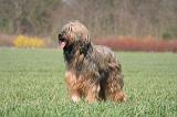 BRIARD 120
